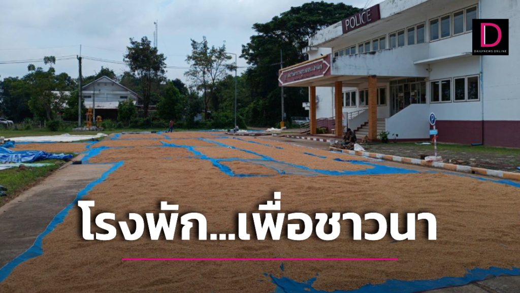 ชื่นชมสภ.ดอนแสนสุข-โคราช ยกพื้นที่หน้าโรงพักให้ชาวนาตากข้าว | เดลินิวส์