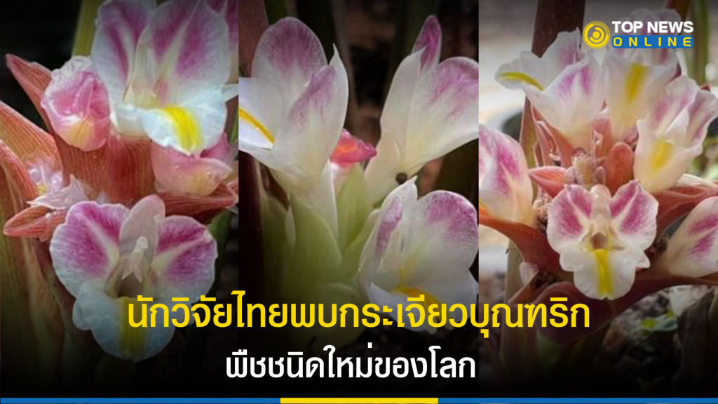 ไทยเจ๋ง พบพืชสกุลขมิ้น “พืชชนิดใหม่” ของโลก กระเจียวบุณฑริก