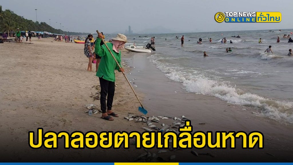 หาดบางแสนเกิดปรากฏการประหลาดปลาลอยตายส่งกลิ่นเหม็นทั่วหาด – TOPNEWS