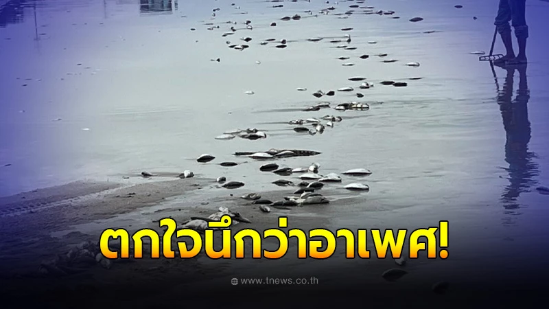 ชาวบ้านตกใจ ปลาตายเกลื่อนหาดบางแสน หวั่นเกิดอาเพศ แต่เฉลยสุดพีค