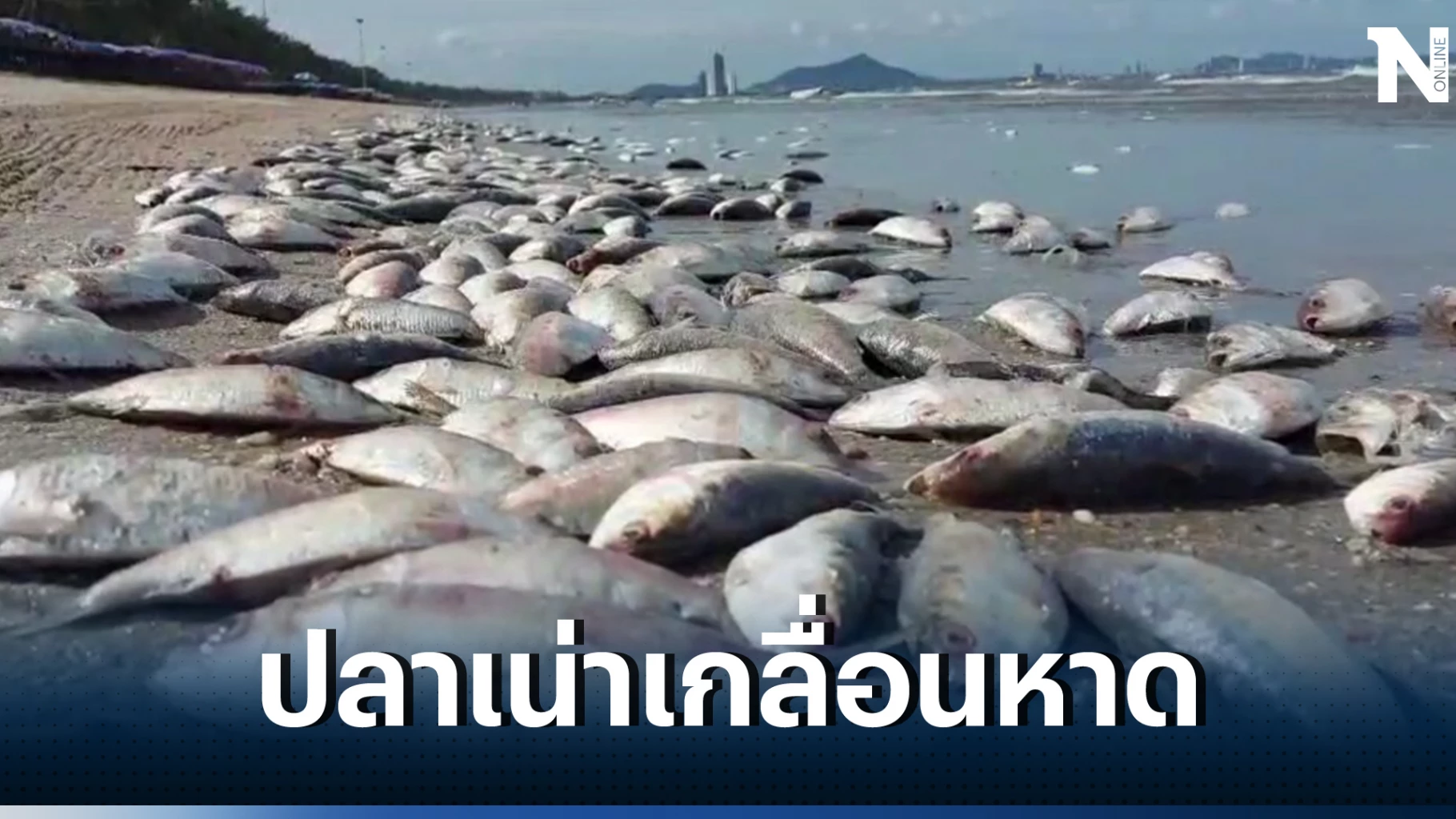 ปลาเน่าลอยเกลื่อน”หาดบางแสน” เรือลากอวนมักง่าย ปลด”ปลาหางโกย”ทิ้งลงทะเล