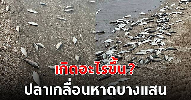 ปลาลอยมาเกย เกลื่อนหาดบางแสน ทำคนไม่กล้าลงเล่นน้ำ