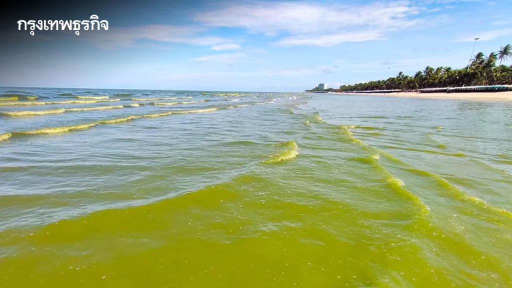 ภาพล่าสุด 'บางแสน' น้ำทะเลสีเขียวปี๋ เผยสาเหตุเกิดจาก 'แพลงก์ตอนบลูม'