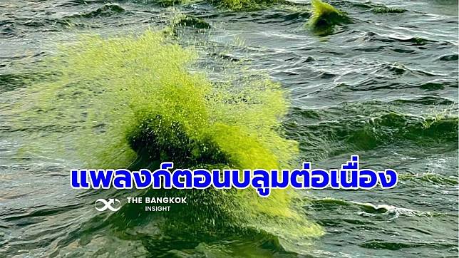 ‘ดร.ธรณ์’ สรุปชัด สาเหตุแพลงก์ตอนบลูมต่อเนื่อง ทะเลบางแสน-ศรีราชา