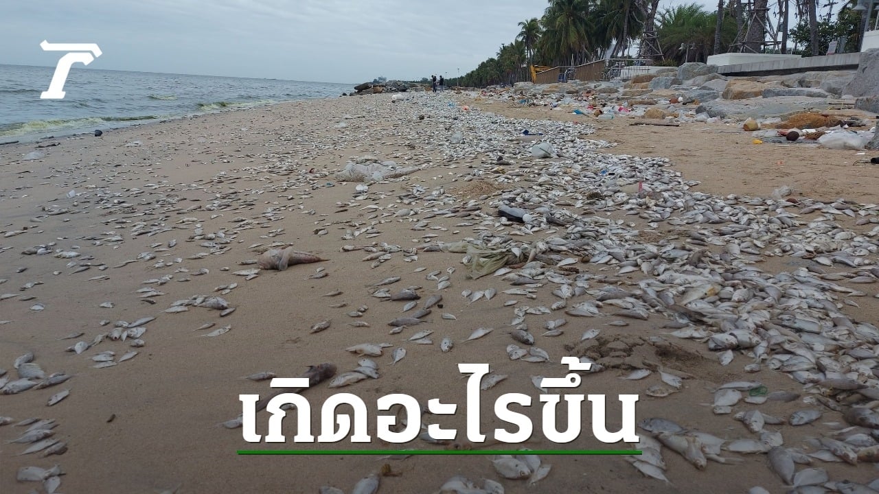 ตะลึง “หาดบางแสน” ปลาน็อกตายเกลื่อน น้ำทะเลสีเขียว นทท.ไม่กล้าเล่นน้ำ (คลิป)