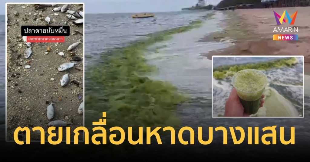 ปลาตายลอยเกลื่อนหาดบางแสน น้ำทะเลเหม็นเขียวจากแพลงก์ตอนบลูม