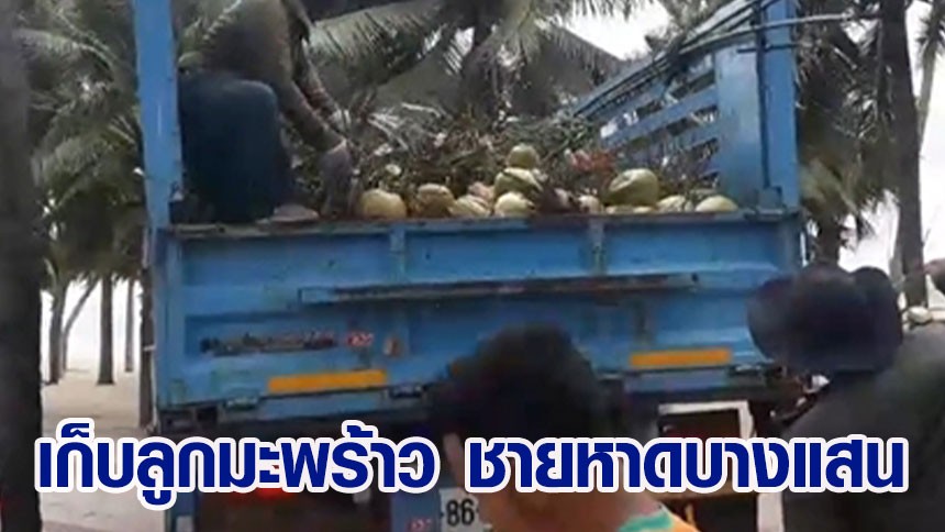 เทศบาลเมืองแสนสุข สั่งเก็บ ลูกมะพร้าวชายหาดบางแสน หลังตกใส่หัวนักท่องเที่ยวเจ็บ