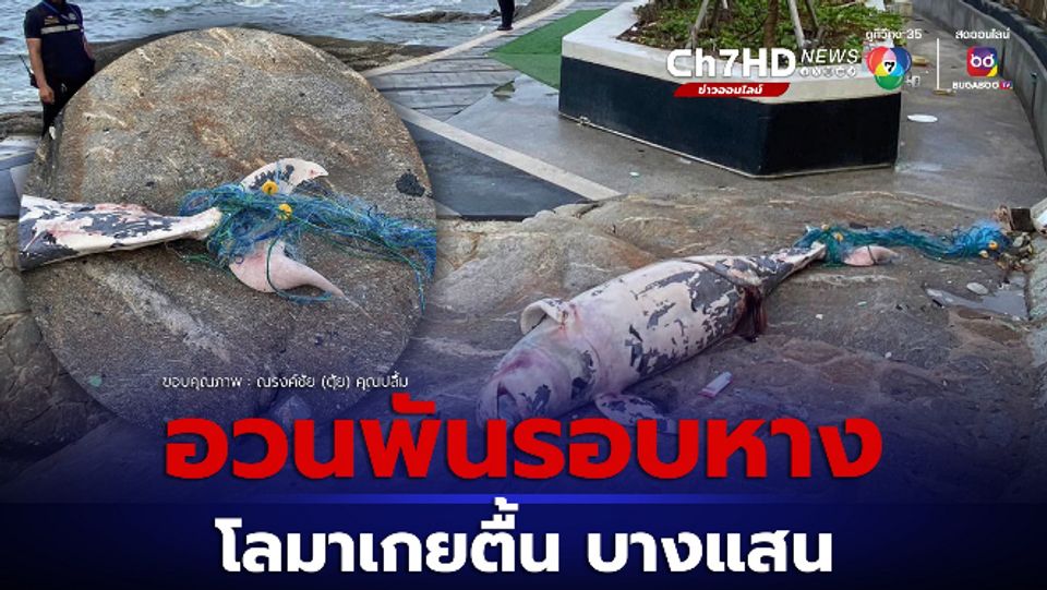 นายกฯตุ้ย เผยภาพโลมา ตายเกยตื้นที่บางแสน อวนประมงพันรอบหาง