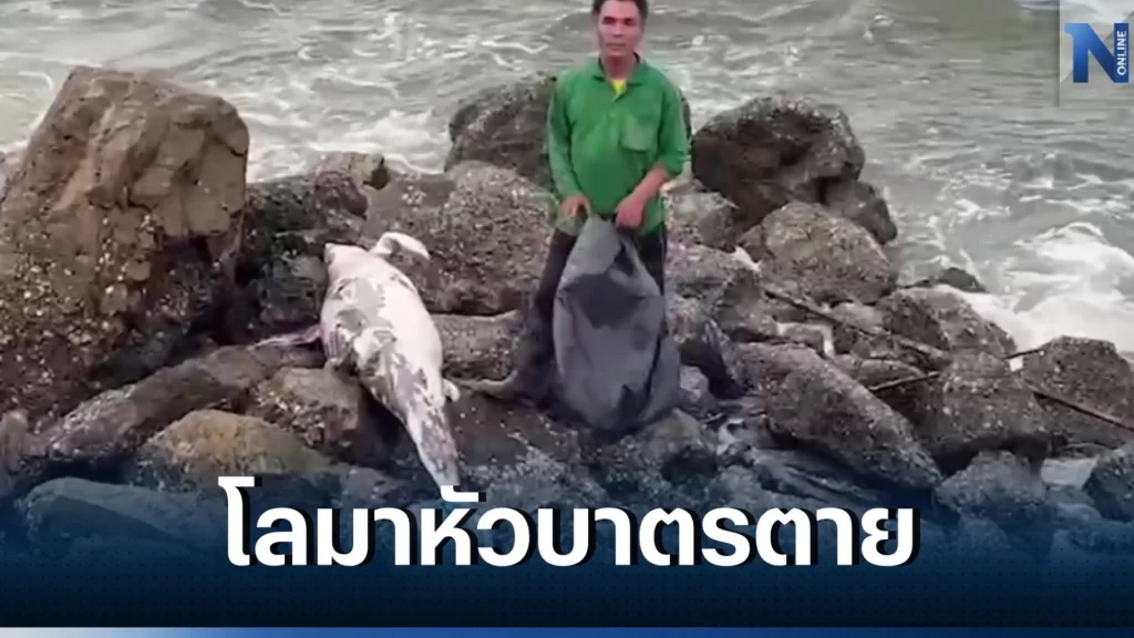 พบซากปลาโลมาหัวบาตรตายเกยตื้นที่หาดบางแสน