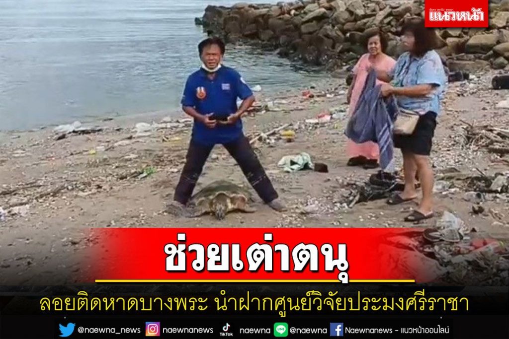 พบเต่าตนุอายุกว่า 10 ปีหนักกว่า 20 กิโลกรัมลอยติดชายหาดบางพระศรีราชา