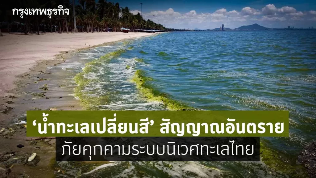 “น้ำทะเลเปลี่ยนสี”สัญญาณอันตราย  ภัยคุกคามระบบนิเวศน์ทะเลไทย