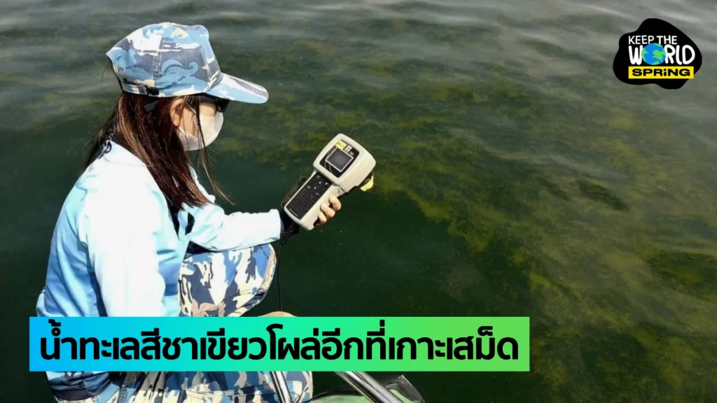 เอาอีกแล้ว! แพลงก์ตอนบลูม ทะเลชาเขียว คราวนี้โผล่ที่เกาะเสม็ด