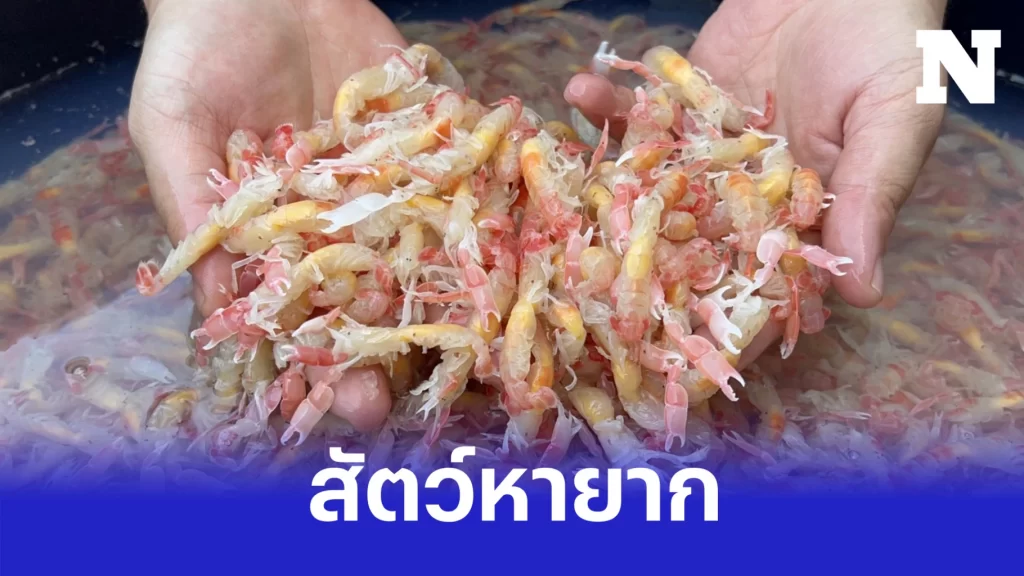 “กั้งหางแดง” สัตว์หายาก โผล่ลอยเกลื่อนทะเลบางแสน