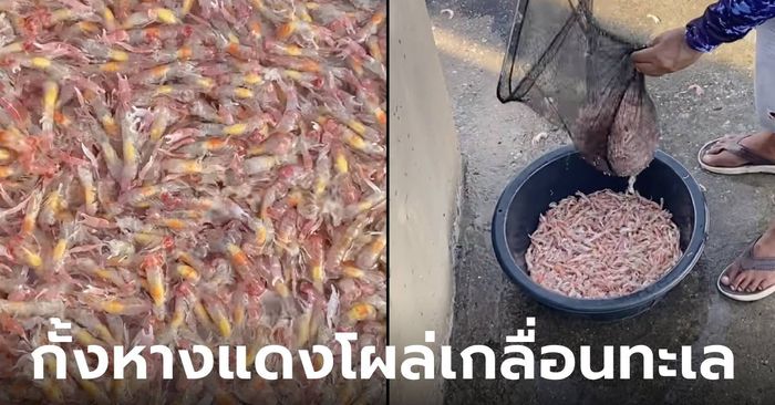 “กั้งหางแดง” หรือ “แม่หอบอ่อน” โผล่เกลื่อนทะเลบางแสน ธรรมชาติกำลังบอกอะไรเรา?