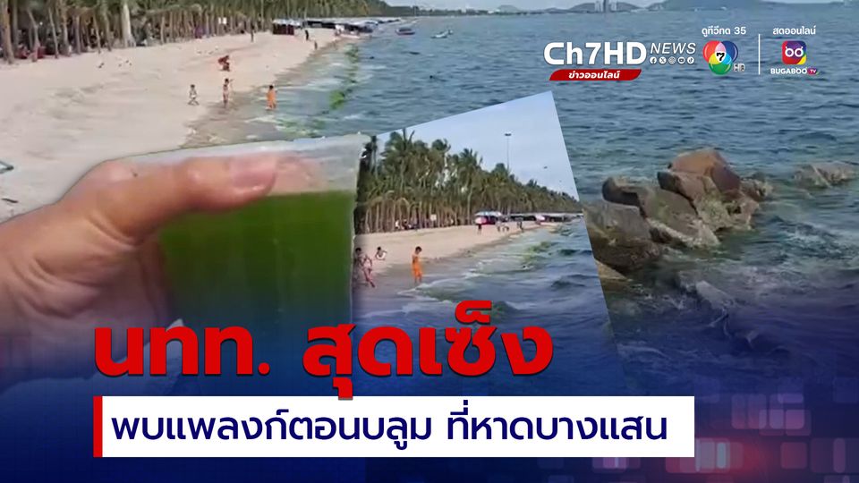 ข่าวนักท่องเที่ยวสุดเซ็ง พบแพลงก์ตอนบลูม ทำน้ำทะเลเป็นสีเขียว ที่หาดบางแสน