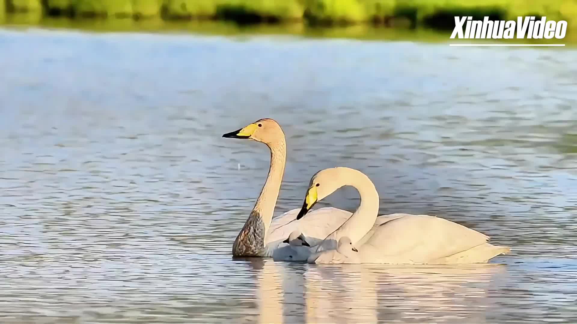 ครอบครัว 'หงส์' สร้างรังออกลูก ใช้ชีวิตแสนสุขในมองโกเลียใน